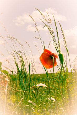 mohnblume-weisse-vignette-cross-entwicklung