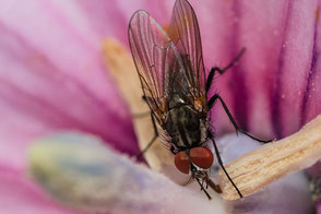 fliege-an-bluetenstempel