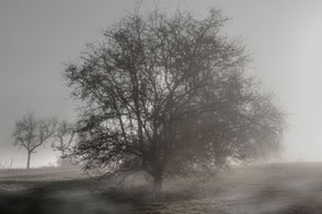 Baum im nebligen Herbst