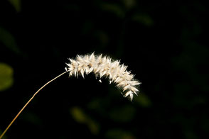 trockener-grashalm