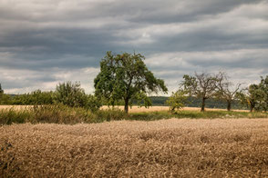 Bäume im Getreidefeld