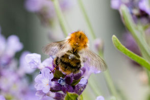 hummel-an-lavendel