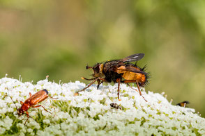 igelfliege-tachina-fera-auf-wilder-moehre