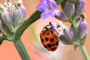 marienkaefer-an-lavendel-bluete