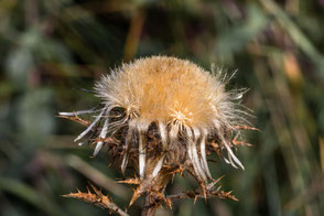 distel-im-spaetherbst-makro