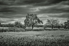 Bäume im Getreidefeld monochrome