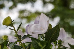 ballonblumen-chinesische-glockenblumen-weiss