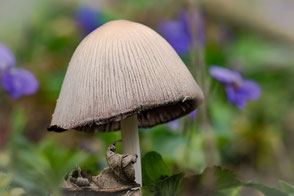 gold-mist-pilz-zwischen-maerzveilchen-II-macro