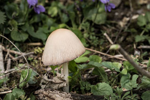 gold-mist-pilz-zwischen-maerzveilchen-macro