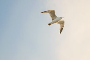 Voice Moderation Beerdigung Trauerrednerin Himmel Vogel