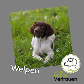 Welpen