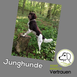 Junghunde