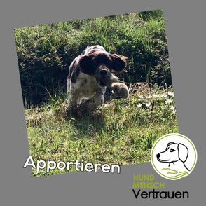 Apportieren