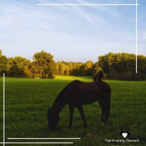 Tiertraining und Haustierberatung von Tiertraining Diamant in Salzburg und online: Das Angebot reicht von der Haltungsberatung vor der Anschaffung bis hin zum Clickertraining, medical training, und zur Beschäftigung für Katzen, Vögel und Nagetiere.