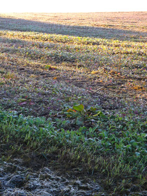 Unten Frost, oben Sonnenschein: September