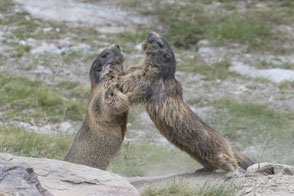 Die Murmeltiere von Saas-Fee