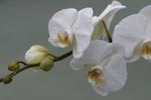 Orchideen