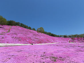 ひがしもこと芝桜公園（大空町）