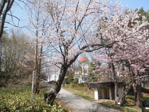 桂ヶ岡公園（網走市）