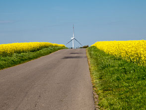 Ein Windrad steht am Ende eines Weges durch ein Rapsfeld