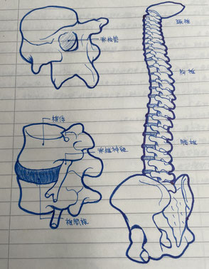 脊柱と椎骨