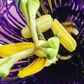 2017 - Passiflora Byte