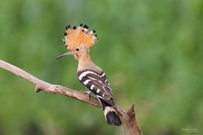 Wiedehopf (upupa epops)