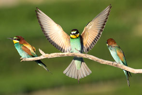 Bienenfresser (merops apiaster)