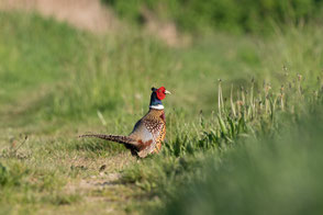 Fasan (phasianus colchicus)