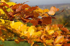 Laub im Herbst