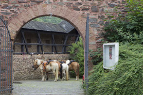 Pferde in der Burg Hengebach