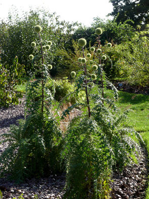 Echinops hedgei  in Les Jardins Suspendus