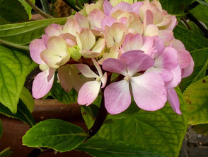 Hydrangea macrophylla 'Zorro Nero' aus dem Parc Vasterival