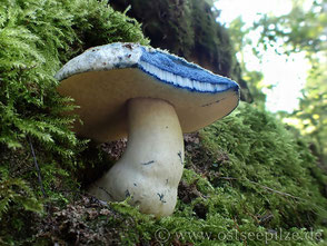 Kornblumenröhrling - Gyroporus cyanescens - September - blauer Pilz - Wismar / Mecklenburg-Vorpommern - ©ostseepilze - Röhrenpilze / Röhrlinge 2021