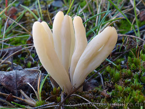 Clavaria krieglsteiner, zugeschnürter Keulenpilz - farbenfrohe Pilze aus Wismar / Mecklenburg-Vorpommern - ©ostseepilze