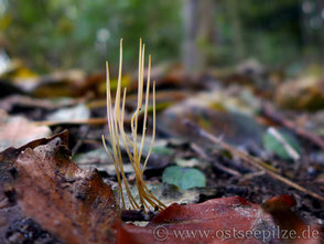 Binsen-Röhrenkeule - Macrotyphula filiformis - farbenfrohe Pilze aus Wismar / Mecklenburg-Vorpommern - ©ostseepilze