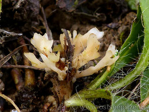 Tremellodendropsis tuberosa - Keulengallertpilz - sehr seltener Pilz - bunte Pilze aus Wismar / Mecklenburg-Vorpommern - ©ostseepilze - Korallen-Pilz-Ostsee
