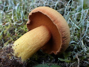 Pfeffriger Zwergröhrling - Chalciporus piperatus - ©ostseepilze - Röhrlinge - Pilze mit Schwamm