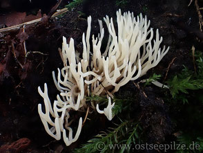 Ramariopsis kunzei - weiße Wiesenkoralle - bunte Pilze aus Wismar / Mecklenburg-Vorpommern - ©ostseepilze - Korallen-Pilz-Ostsee