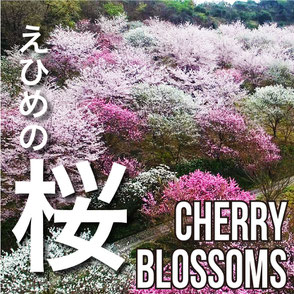 えひめの桜　Cherryblossom