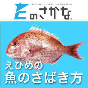 えひめの魚のさばき方　how to fillet fish