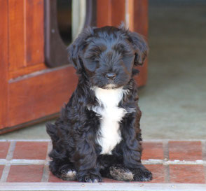 Tibet Terrier Welpe