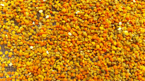 Geernteter Blütenpollen