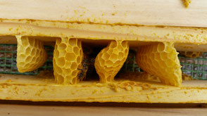 Naturbau von Bienenwachs
