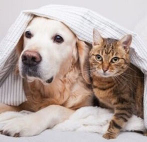 petsitting - garde animaux - sérénipattes - manage