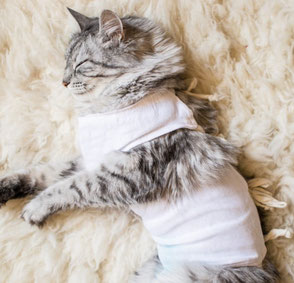 Soins à domicile - soins animaux - sérénipattes - manage