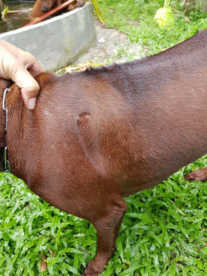 Ридж на плече-один из признаков собак восточных провинций Тайланда.