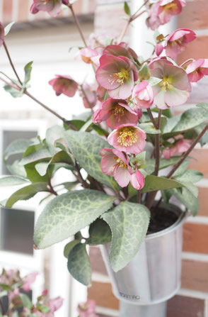 Toamro - stilvoller Fallrohr Regenrohr Topf mit Christrose Winterblume