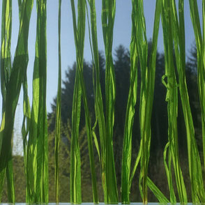 Dekorglas mit Gras und Blättern als Inlay