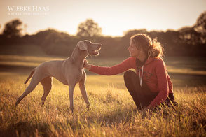 Weimaraner, Jagdhund, Wiebke Haas